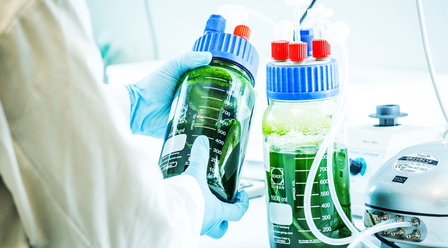 Micro Algae services